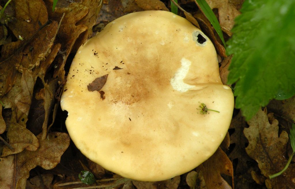 Ci (ri)provo: Tricholoma sp?